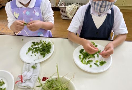ほうれん草のおやき！　５歳児（５月１日）