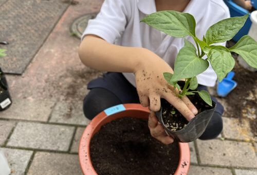 野菜の苗植え🌱（5歳児）