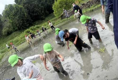 田植えをしたよ！（５歳児）