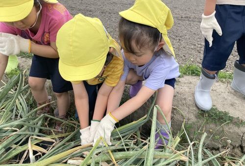 たまねぎの収穫とさつまいもの苗植え！