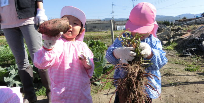 玉ねぎの苗植え ＆ ＆ いもほり