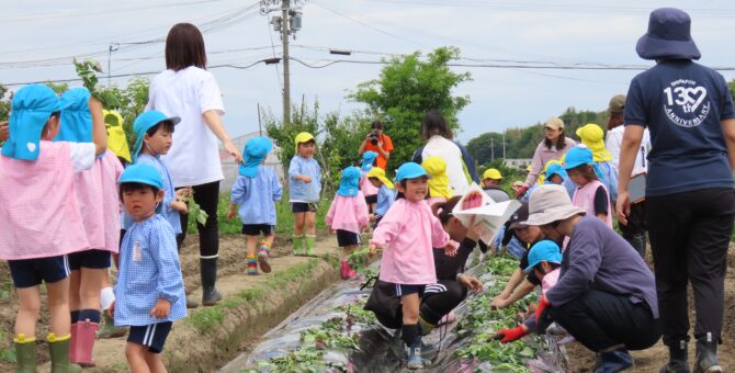 サツマイモの苗植え