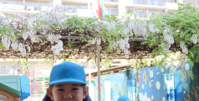 白い藤の花が満開！
