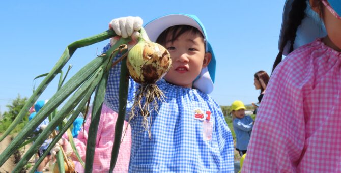 玉ねぎの収穫