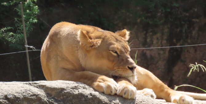 親子遠足（天王寺動物園）