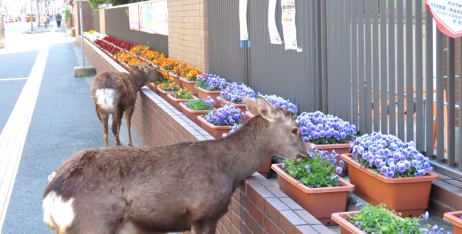 卒園まで、あと3日…