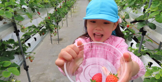 いちご狩り