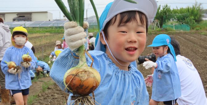 玉ねぎの収穫（昨日のつづき…）