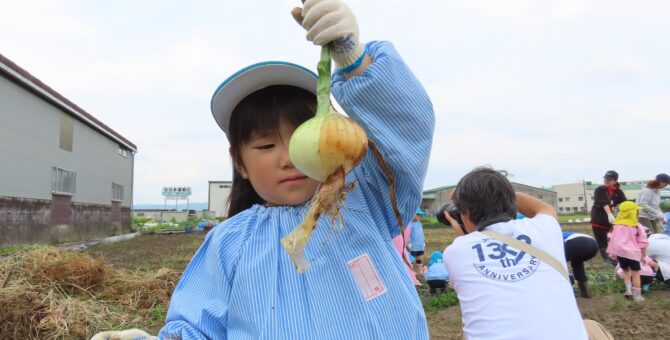 玉ねぎの収穫