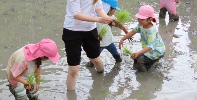 昨日の田植えの様子です